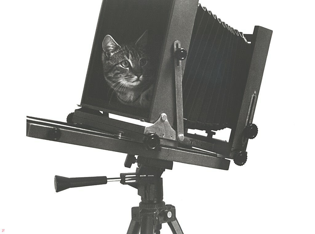 Gatti (289)